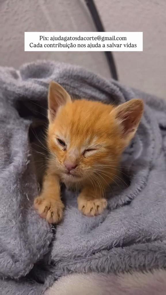 Francisco, gato para adoção em Novo Hamburgo - RS
