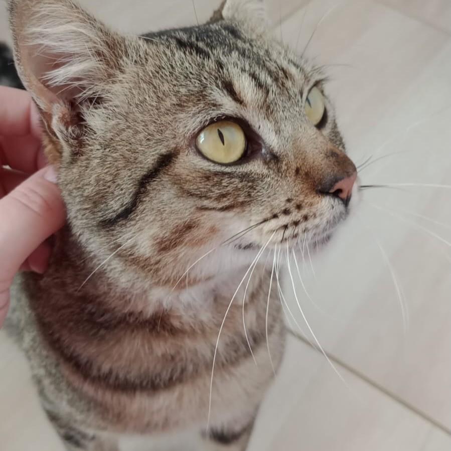 Tigrão, gato de porte médio para adoção em Novo Hamburgo - RS