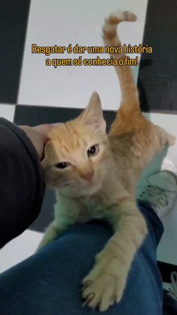 Jake, gato de porte pequeno para adoção em Novo Hamburgo - RS