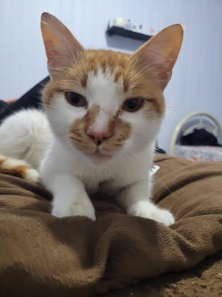 Gatão, gato de porte pequeno para adoção em Novo Hamburgo - RS
