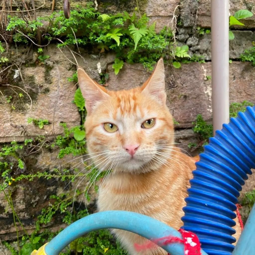 Luther, gato de porte médio para adoção em Novo Hamburgo - RS