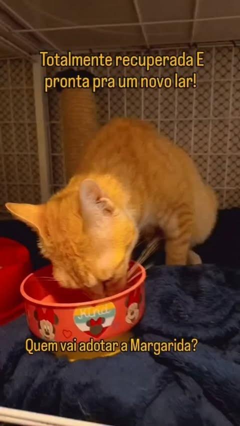Margarida, gata de porte médio para adoção em Novo Hamburgo - RS