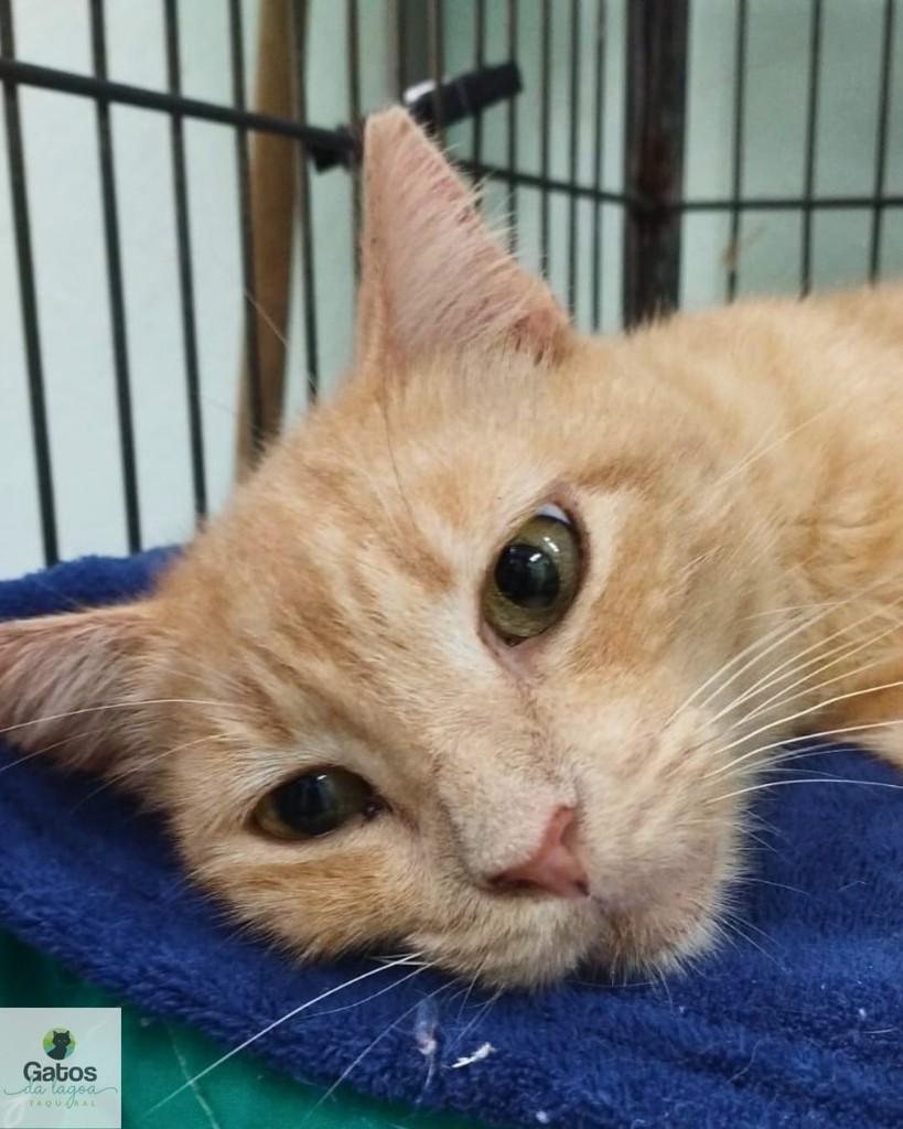 Melancia, gato para adoção em Campinas - SP