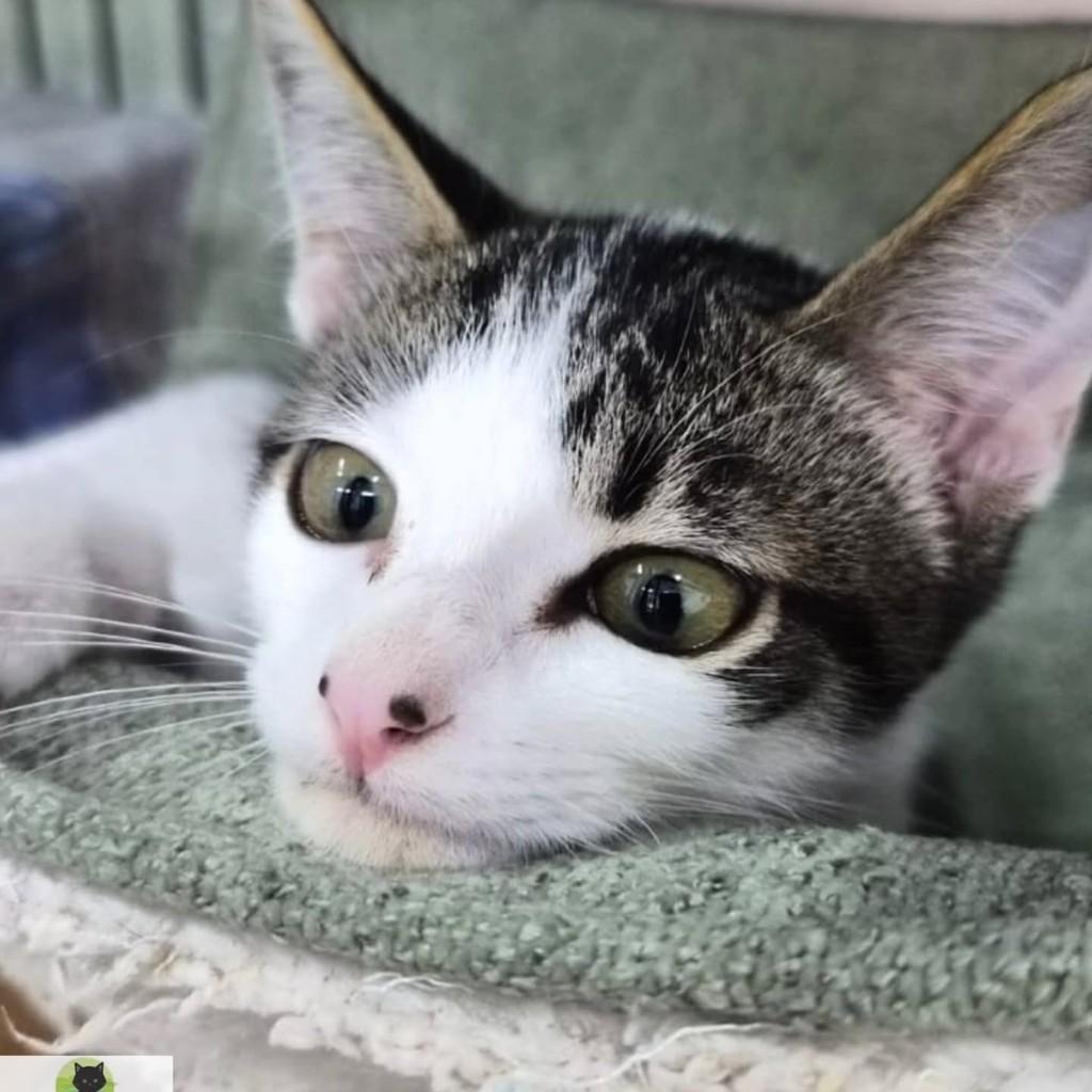 Milagre, gato de porte pequeno para adoção em Campinas - SP