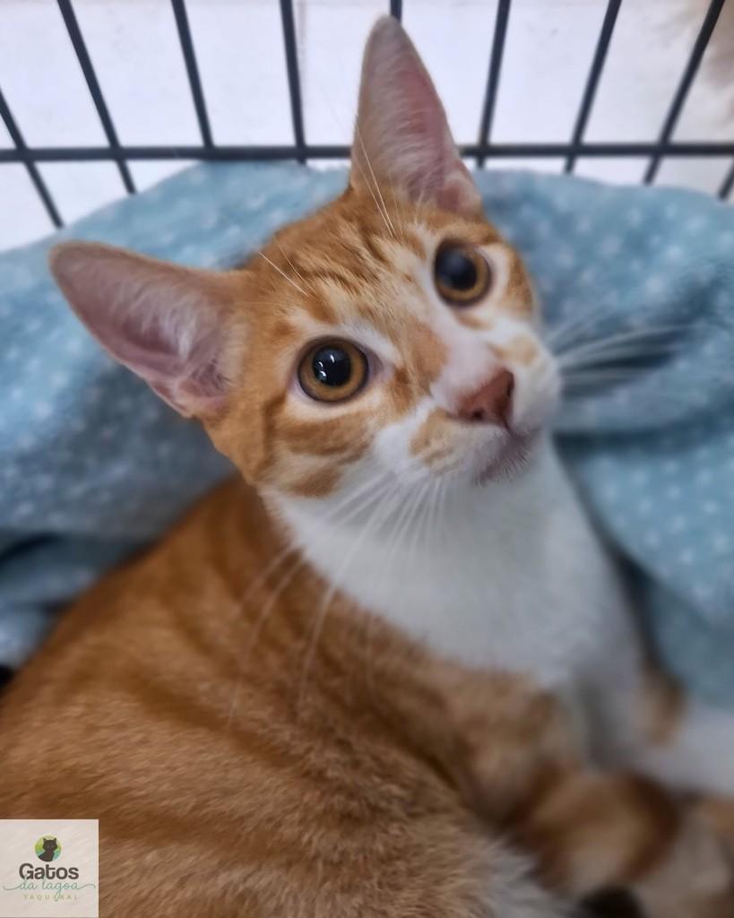 Joca, gato para adoção em Campinas - SP
