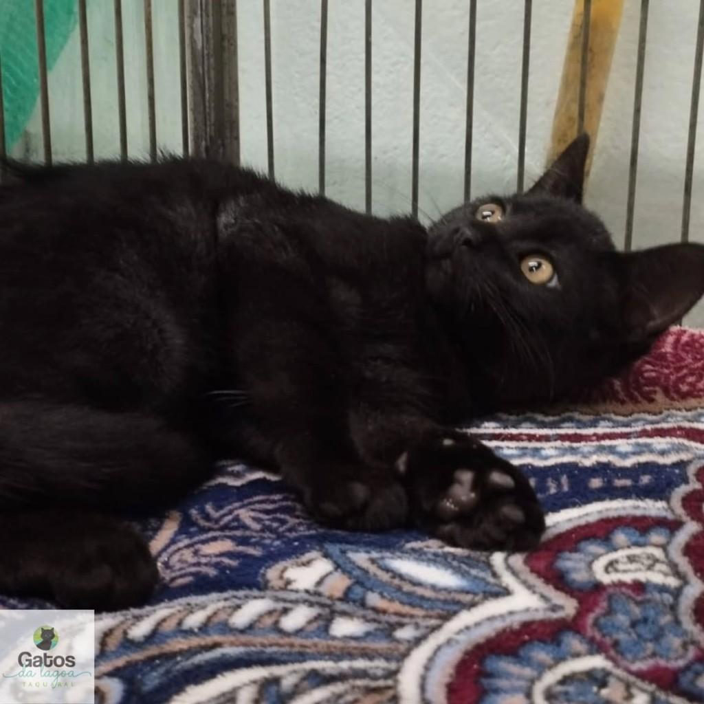 Ceres, gata de porte pequeno para adoção em Ceres - GO