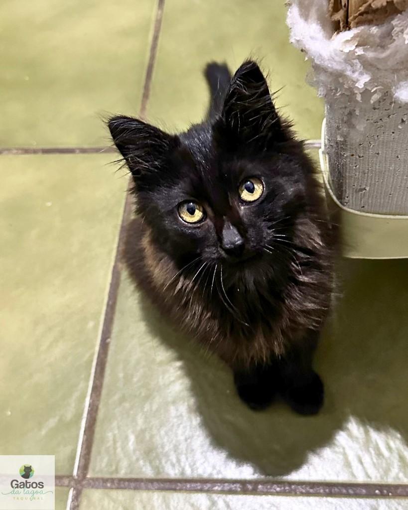 Leona, gato de porte pequeno para adoção em Campinas - SP