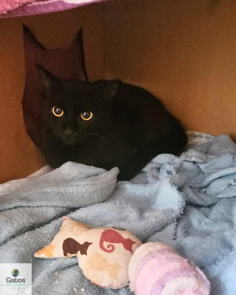 Lari, gata para adoção em Campinas - SP