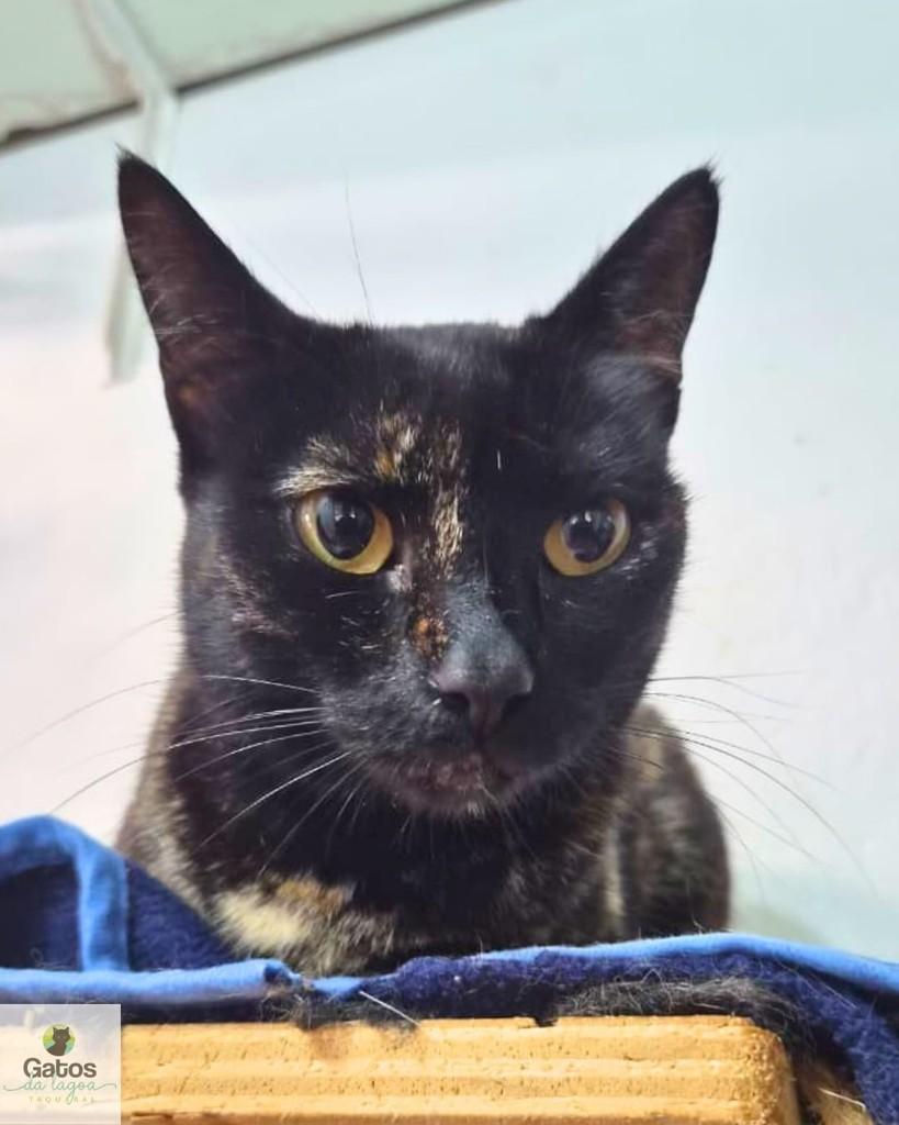 Suzy, gata de porte médio para adoção em Campinas - SP