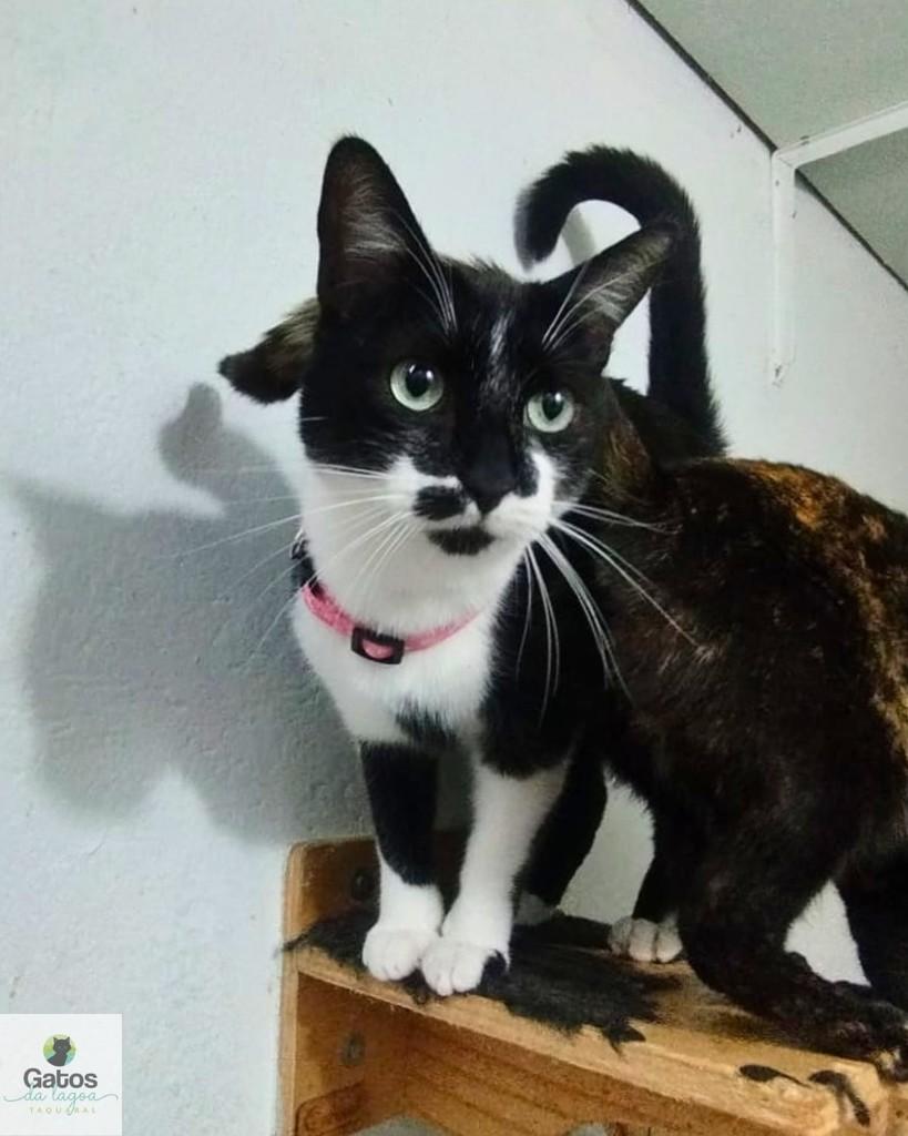 Lui, gato de porte médio para adoção em Campinas - SP