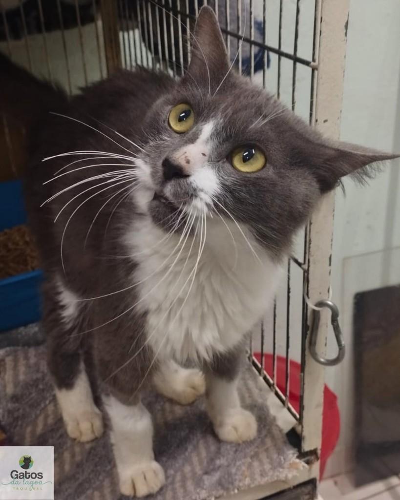 Tomy, gato de porte médio para adoção em Campinas - SP