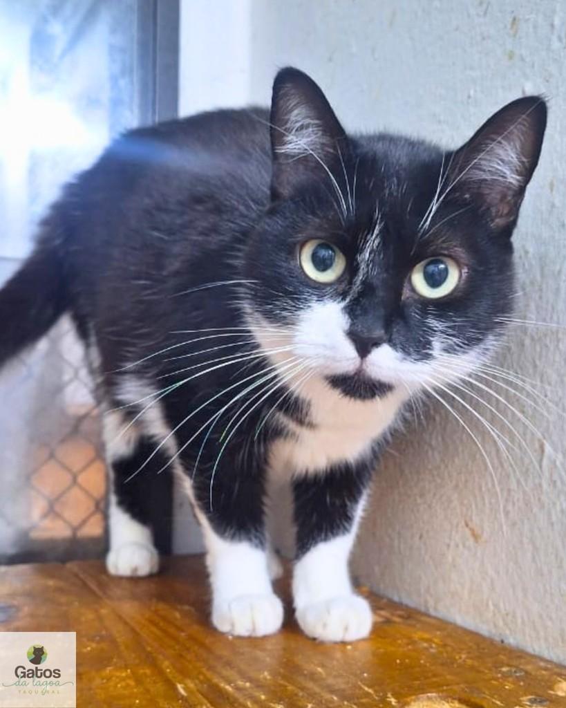 Maria, gata de porte médio para adoção em Campinas - SP