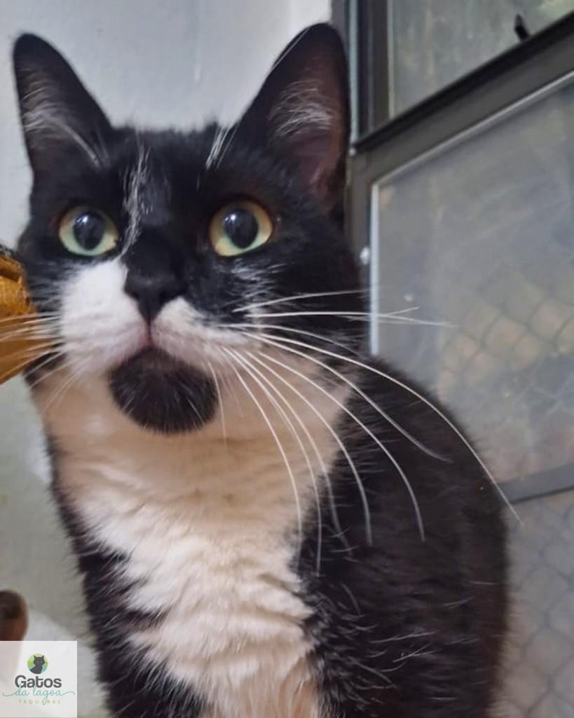 Maria, gata de porte médio para adoção em Campinas - SP — foto 2 de 4