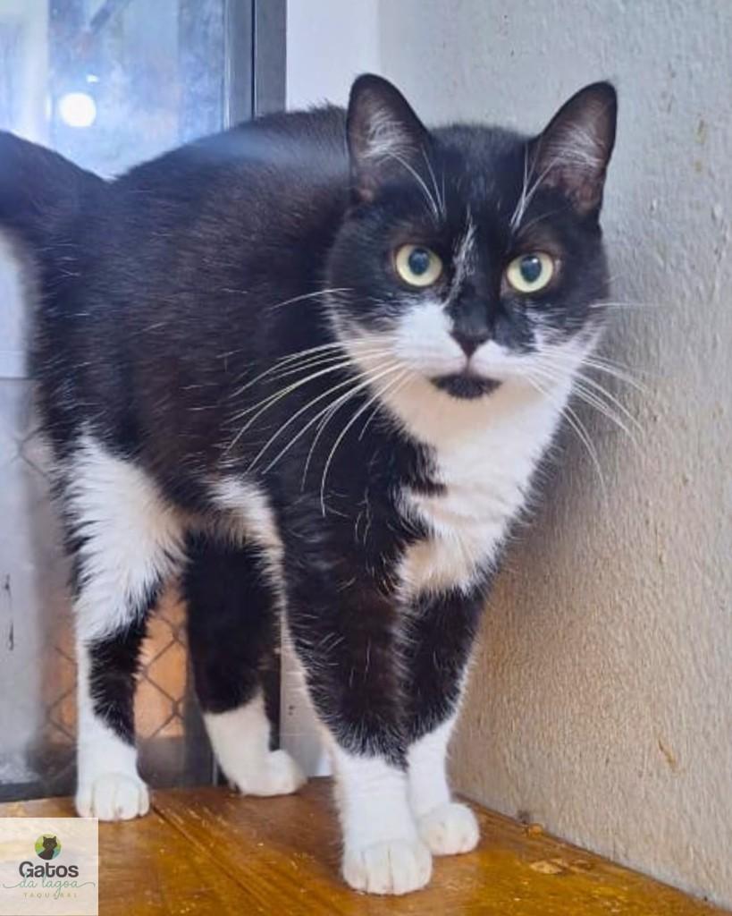 Maria, gata de porte médio para adoção em Campinas - SP — foto 3 de 4