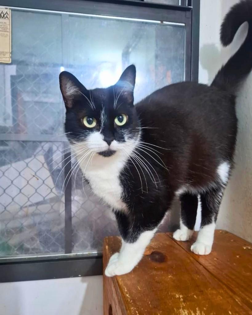 Maria, gata de porte médio para adoção em Campinas - SP — foto 4 de 4