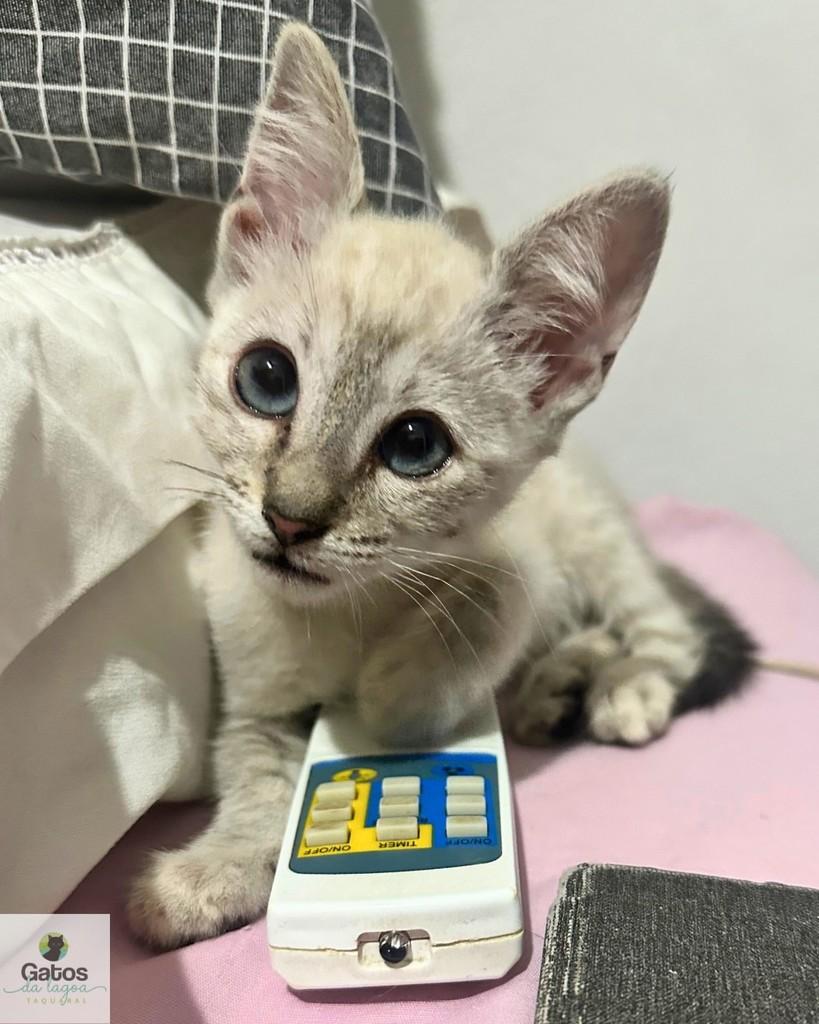 Louise, gata de porte pequeno para adoção em Campinas - SP