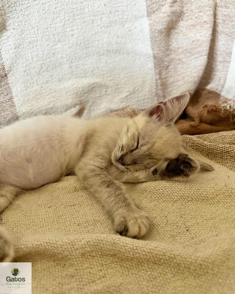 Louise, gata de porte pequeno para adoção em Campinas - SP — foto 2 de 4