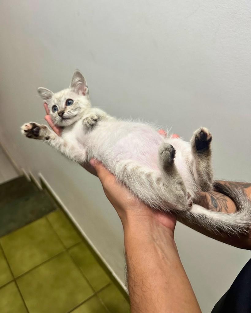 Louise, gata de porte pequeno para adoção em Campinas - SP — foto 3 de 4