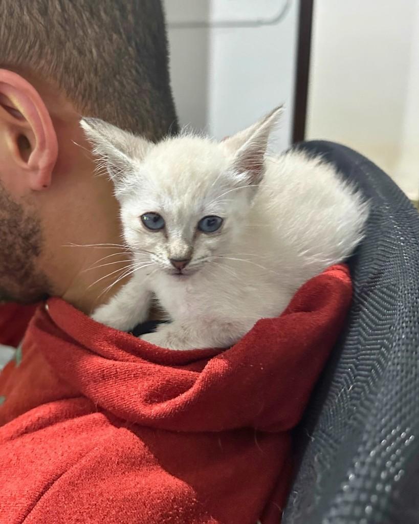 Louise, gata de porte pequeno para adoção em Campinas - SP — foto 4 de 4