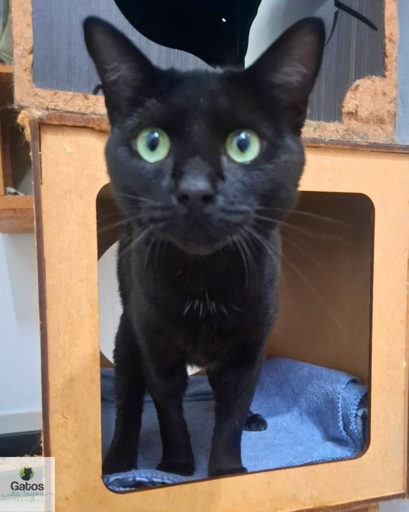 Tita, gata de porte médio para adoção em Campinas - SP