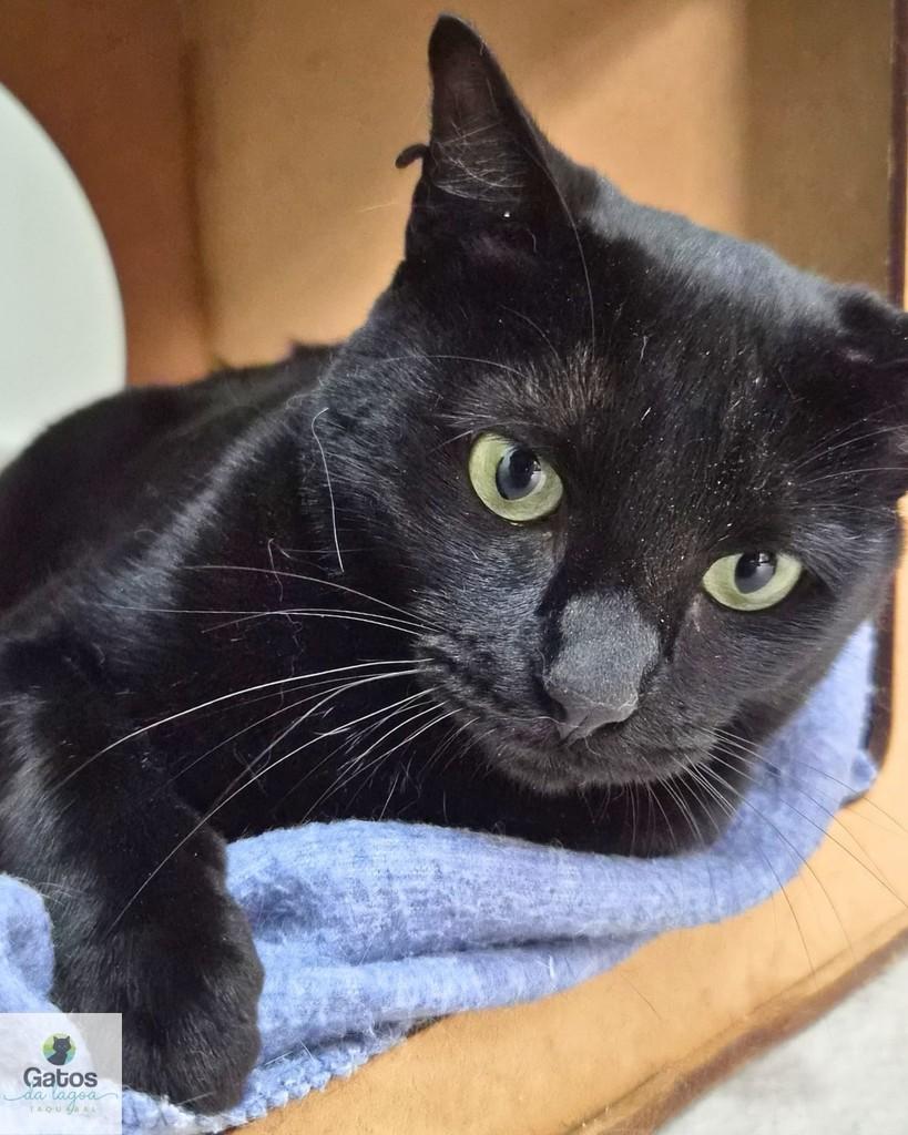 Tita, gata de porte médio para adoção em Campinas - SP — foto 2 de 4