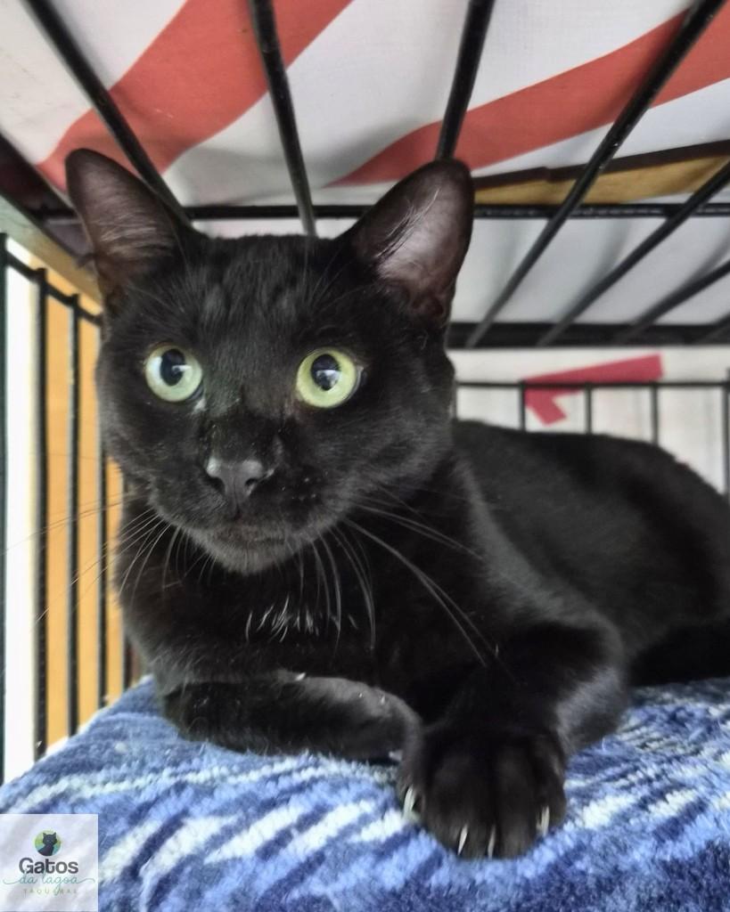 Tita, gata de porte médio para adoção em Campinas - SP — foto 3 de 4