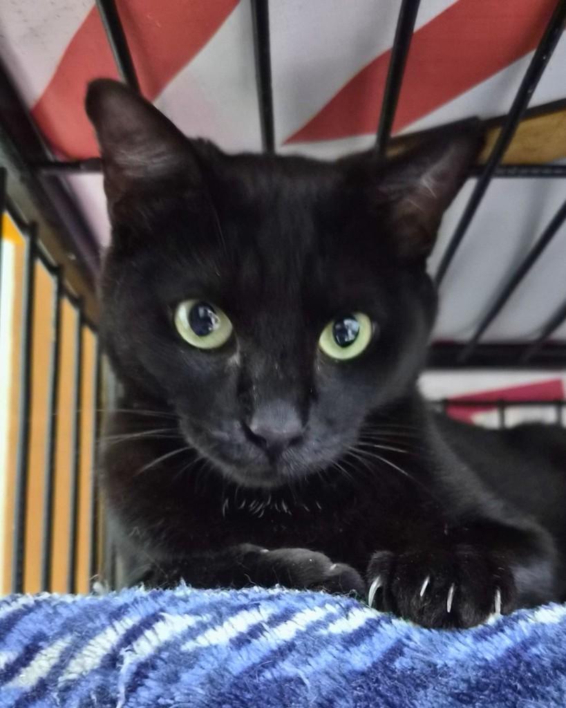 Tita, gata de porte médio para adoção em Campinas - SP — foto 4 de 4