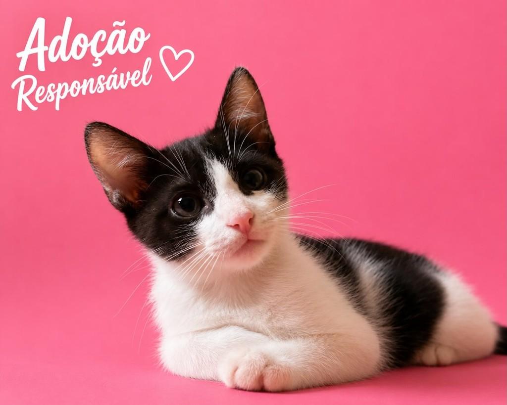 Paçoca, gato de porte pequeno para adoção em Valparaíso de Goiás - GO