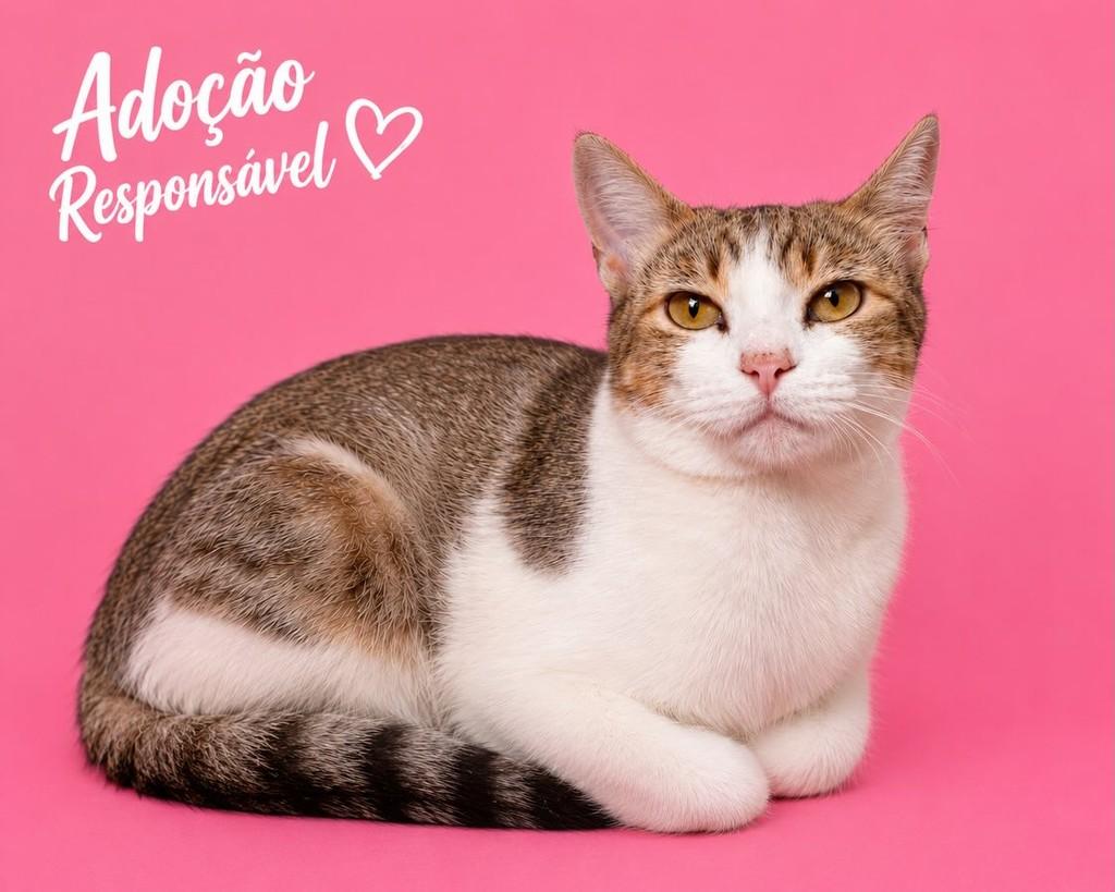 Mayara, gata de porte médio para adoção em Valparaíso de Goiás - GO