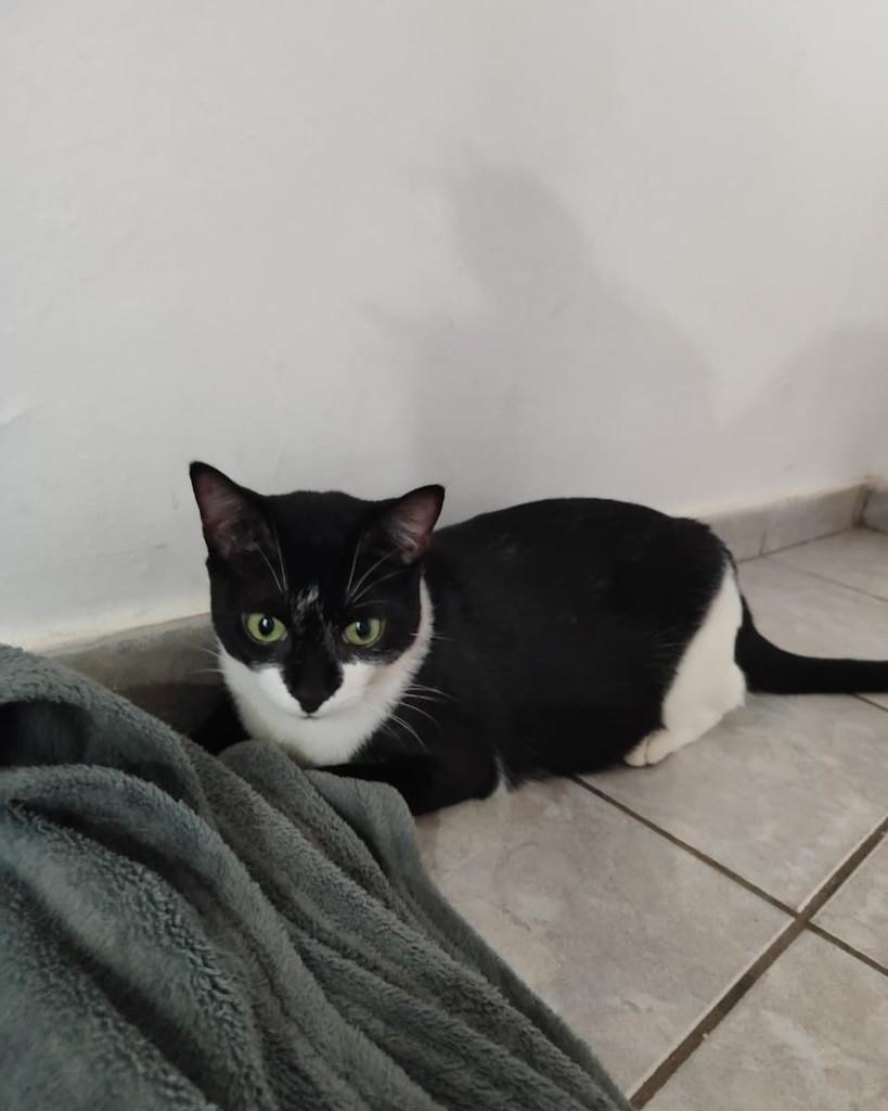 Sabrina, gata de porte médio para adoção em Valparaíso de Goiás - GO