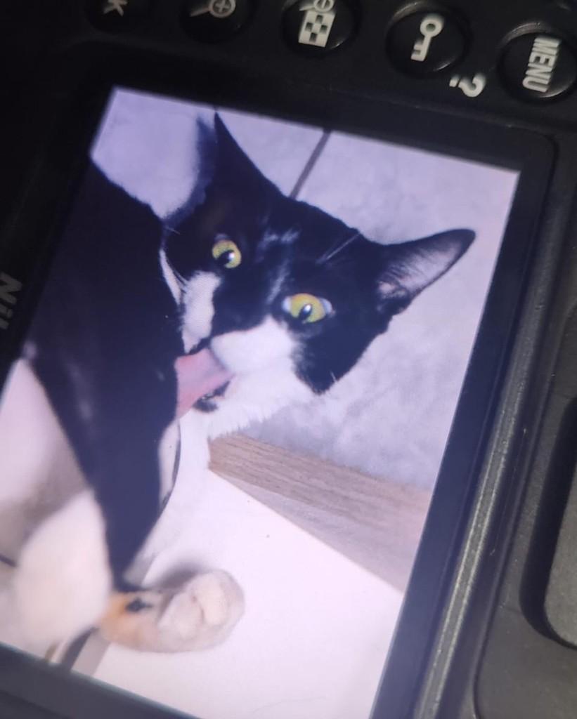 Sabrina, gata de porte médio para adoção em Valparaíso de Goiás - GO — foto 2 de 2