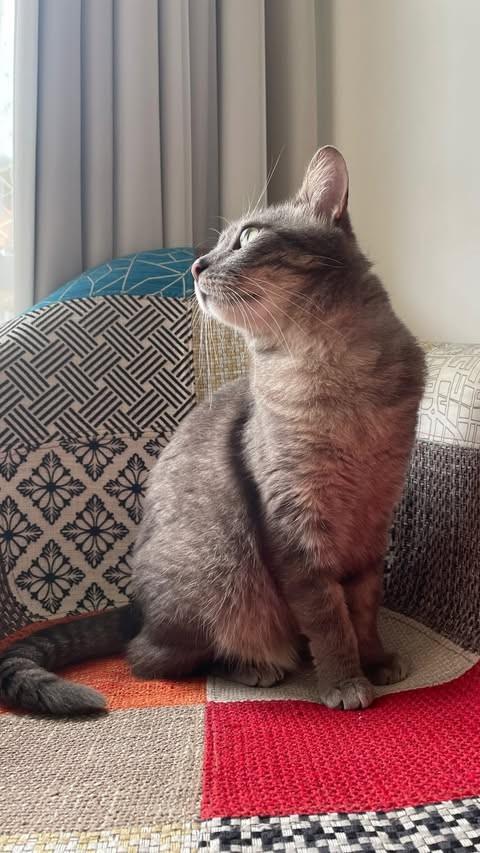 Clarinha, gata de porte médio para adoção em Rio de Janeiro - RJ