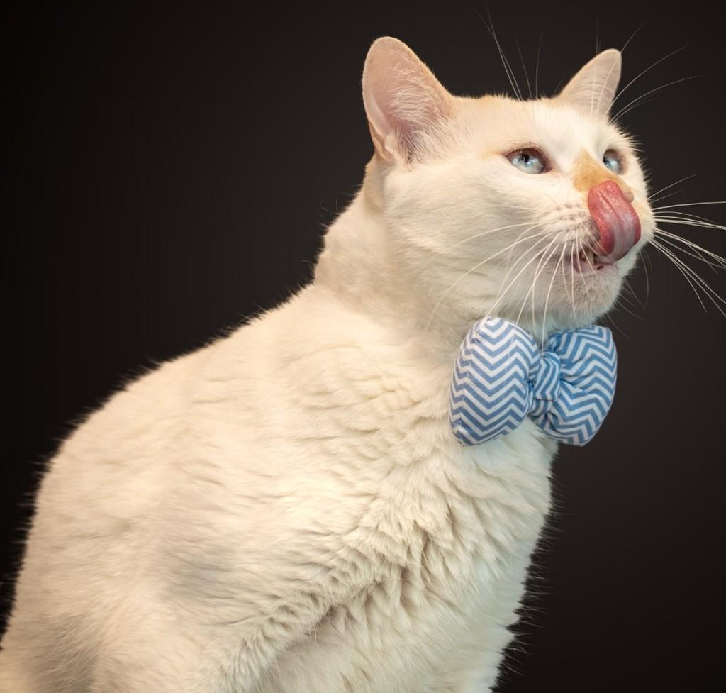 Alvinho, gato de porte médio para adoção em Rio de Janeiro - RJ
