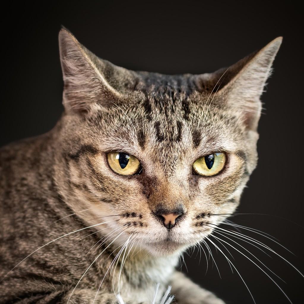 Robertinha, gato para adoção em Rio de Janeiro - RJ