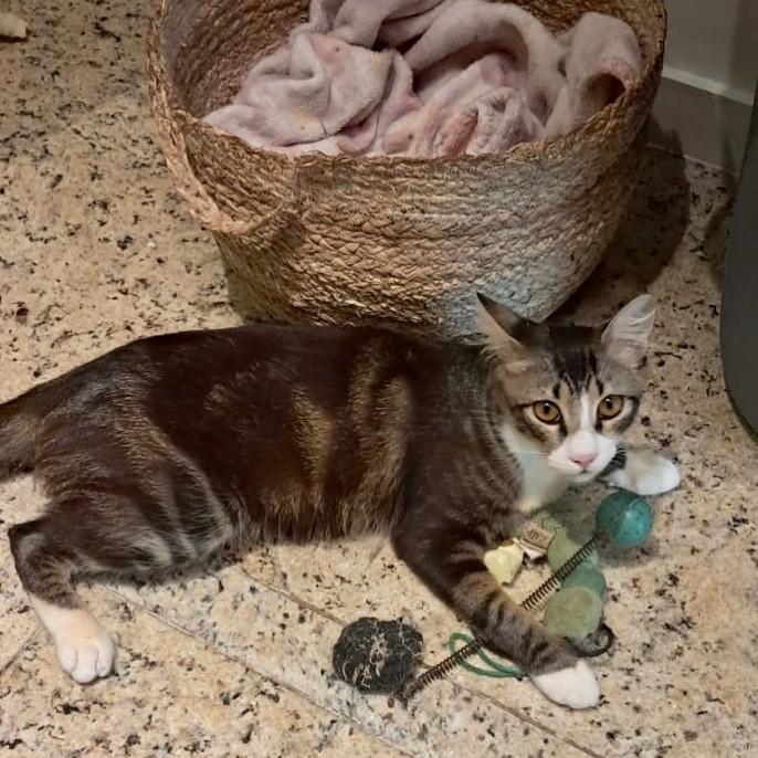 Juca, gato de porte pequeno para adoção em Rio de Janeiro - RJ