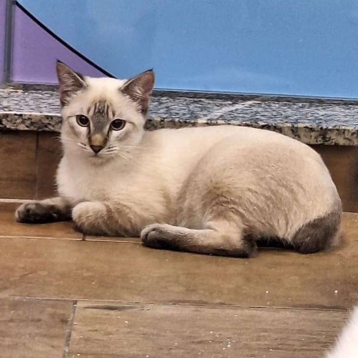 Ofélia, gata de porte pequeno para adoção em Rio de Janeiro - RJ