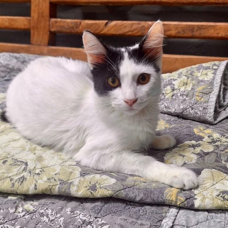 Calvin Klein, gato de porte pequeno para adoção em Rio de Janeiro - RJ