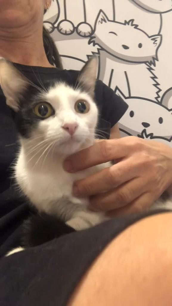 Beatriz, gata para adoção em Rio de Janeiro - RJ
