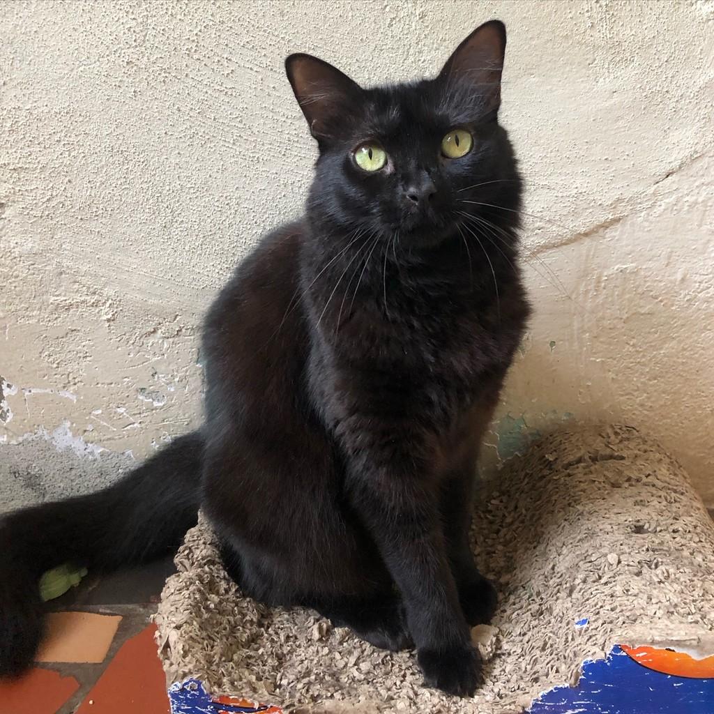 Maitê, gata de porte médio para adoção em Rio de Janeiro - RJ