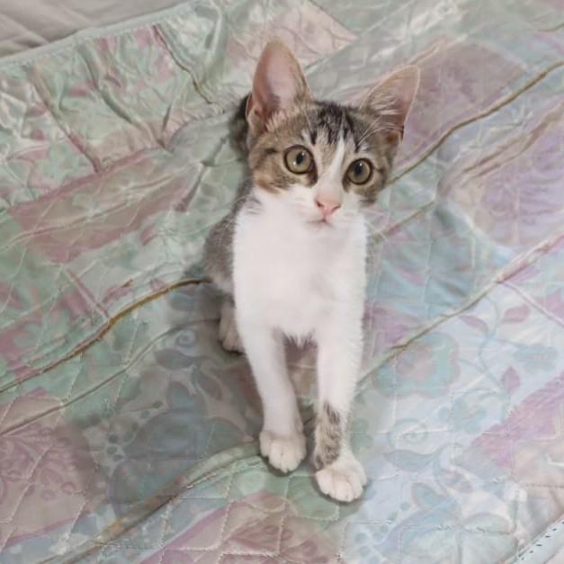 Magali, gato de porte pequeno para adoção em Rio de Janeiro - RJ