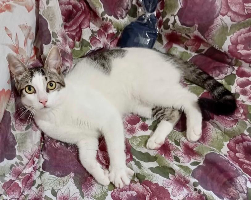 Noah, gato de porte pequeno para adoção em Rio de Janeiro - RJ