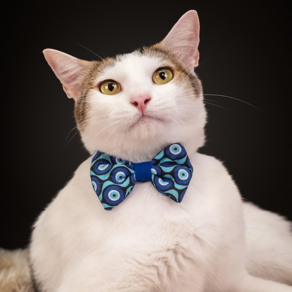 Huguinho, gato de porte médio para adoção em Rio de Janeiro - RJ