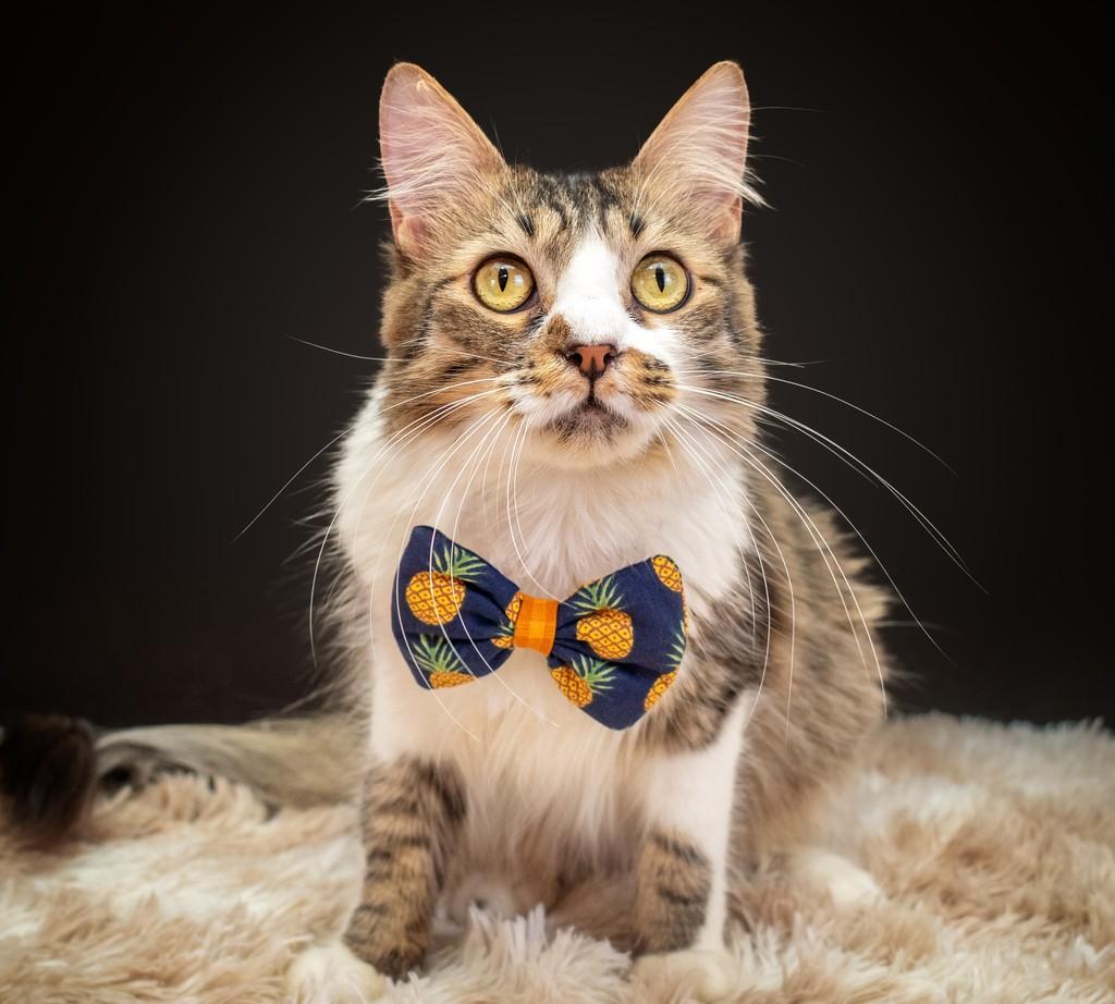João Pedro, gato de porte médio para adoção em Rio de Janeiro - RJ