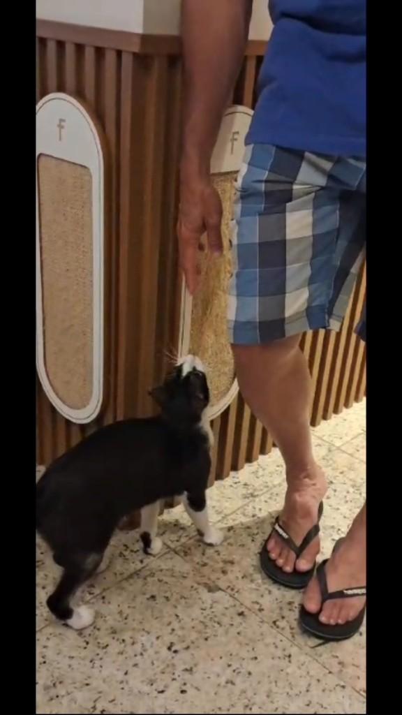 Garotinho, gato de porte pequeno para adoção em Rio de Janeiro - RJ