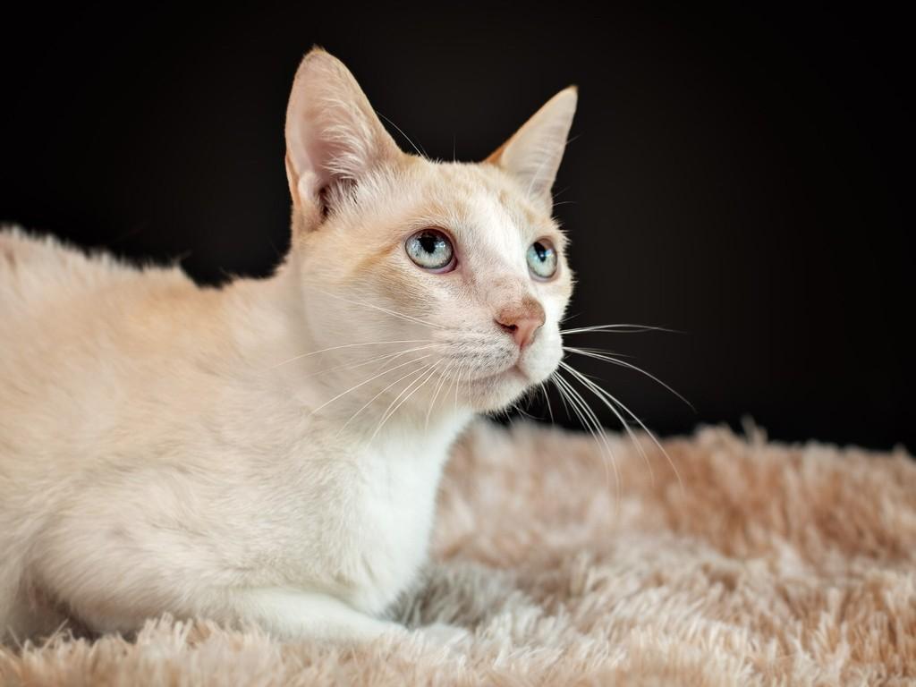 Hélix, gato para adoção em Rio de Janeiro - RJ