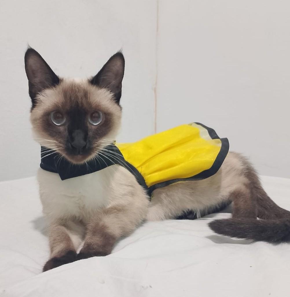 Taylor, gata de porte pequeno para adoção em Rio de Janeiro - RJ