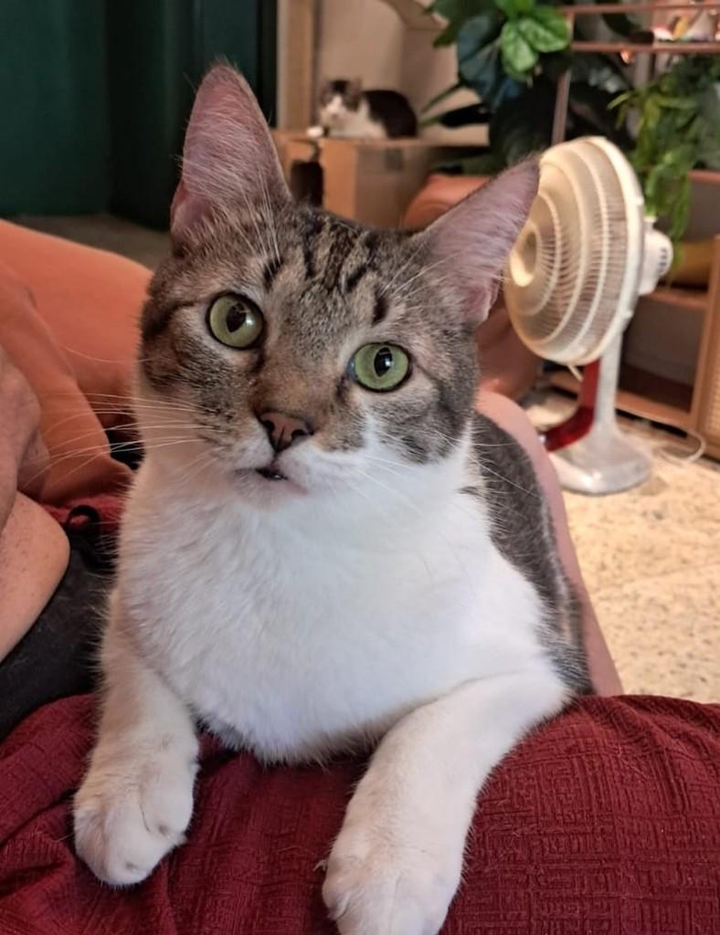Merlot, gato de porte pequeno para adoção em Rio de Janeiro - RJ
