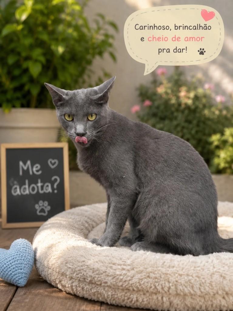 Ícaro, gato para adoção em Rio de Janeiro - RJ