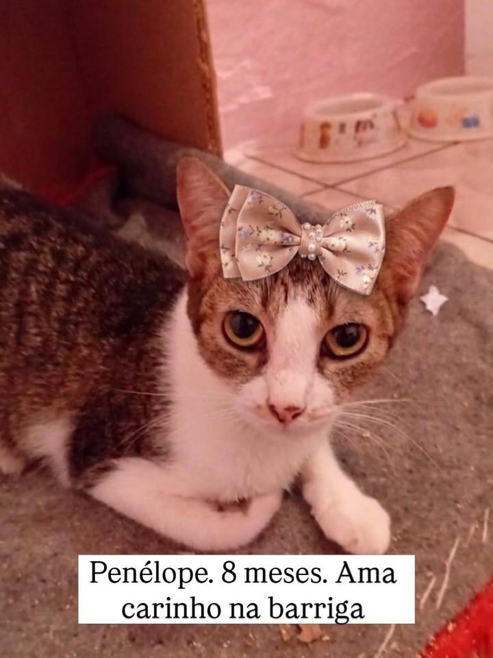 Penélope, gata de porte pequeno para adoção em Rio de Janeiro - RJ