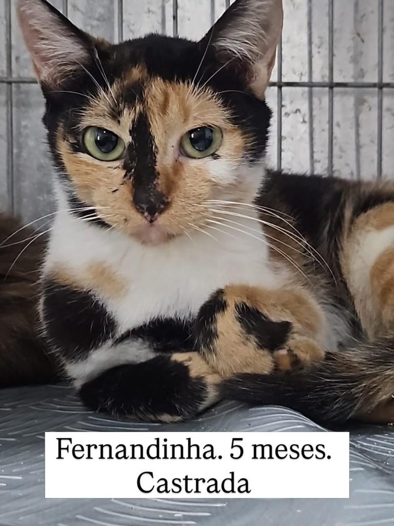 Fernandinha, gata de porte pequeno para adoção em Rio de Janeiro - RJ